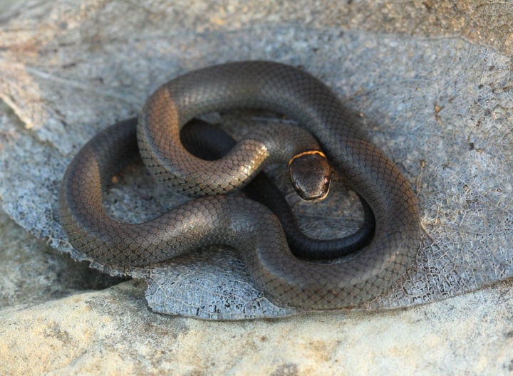 Prairie Ringneck Snake